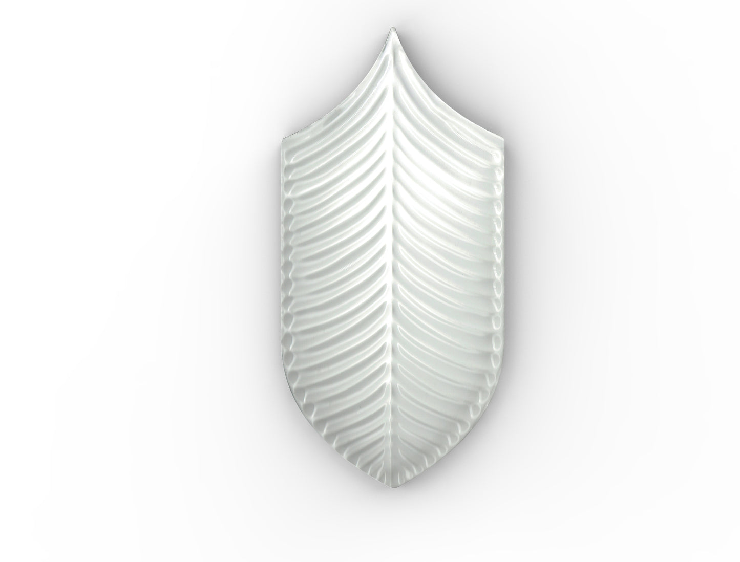 AcquarioDue - Calathea