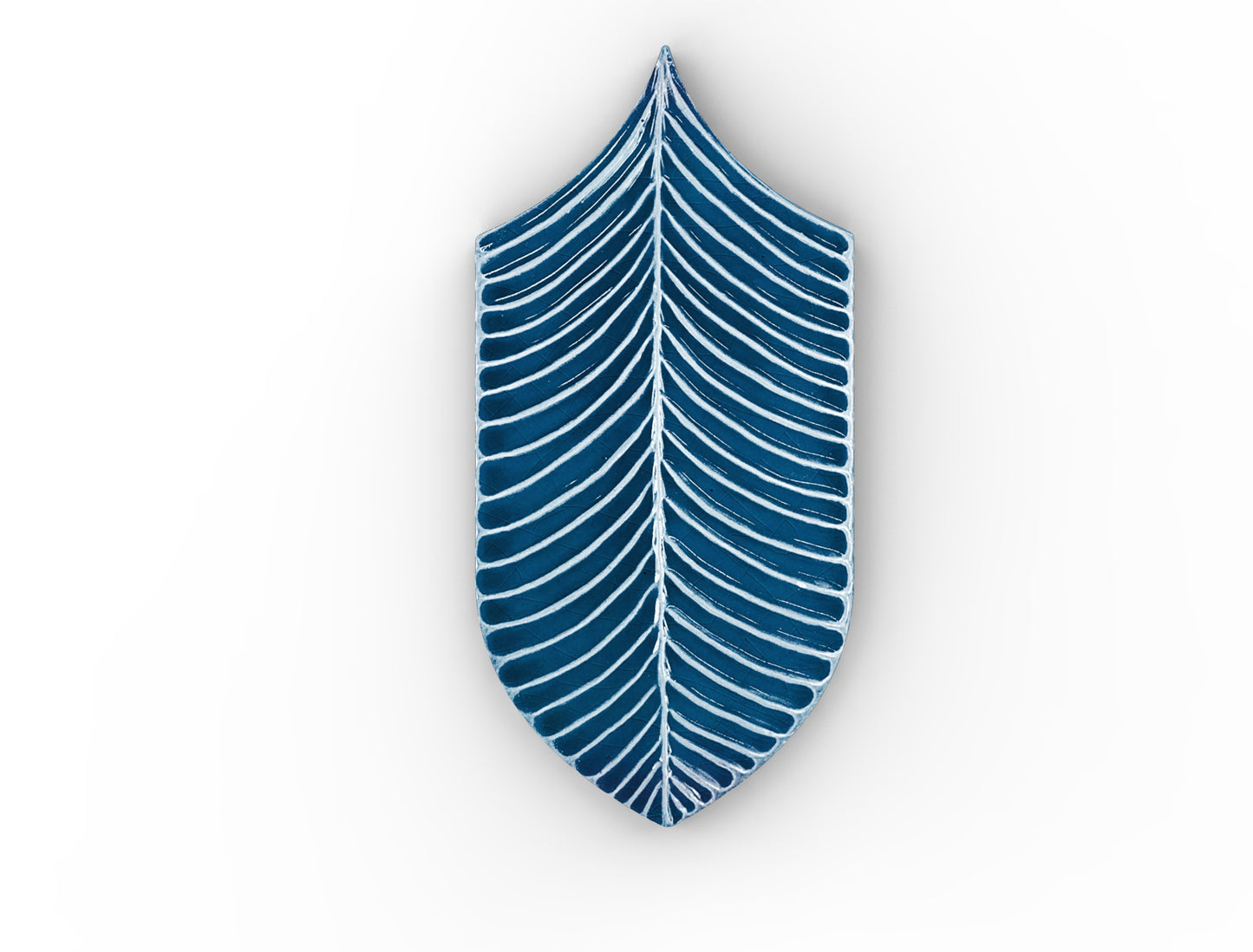 AcquarioDue - Calathea