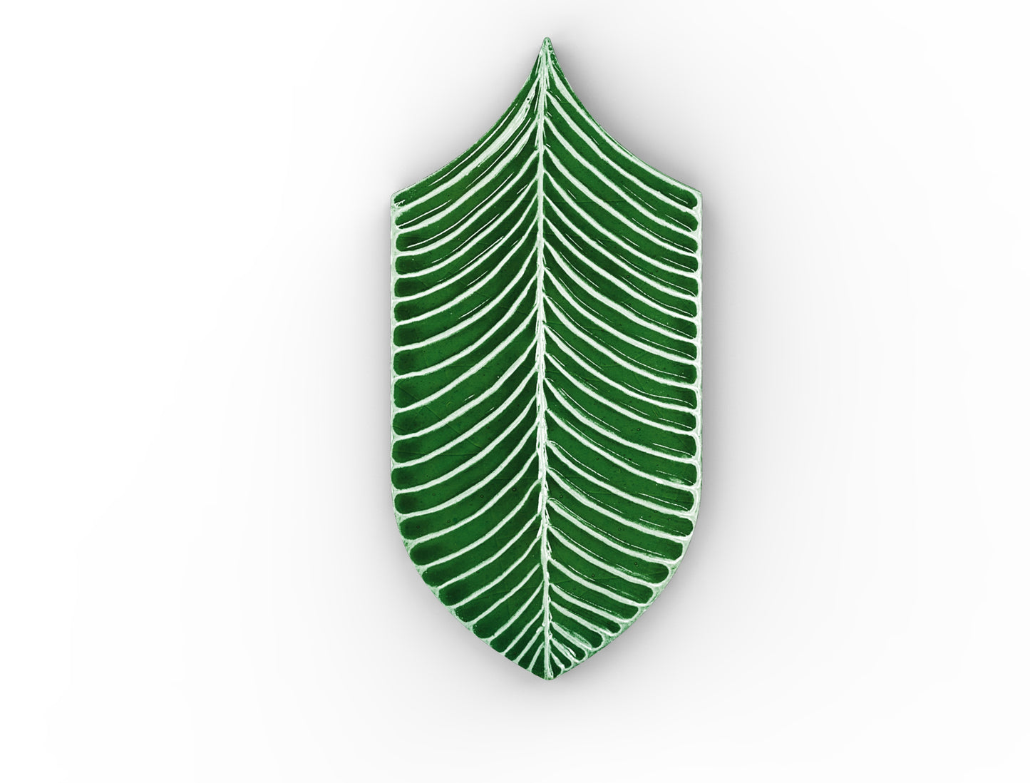 AcquarioDue - Calathea