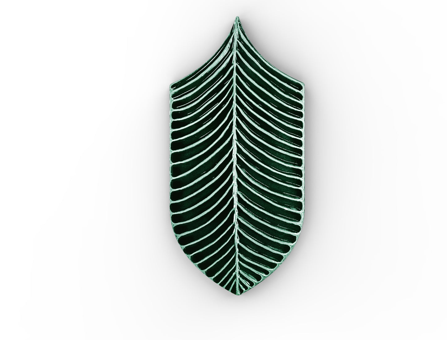 AcquarioDue - Calathea