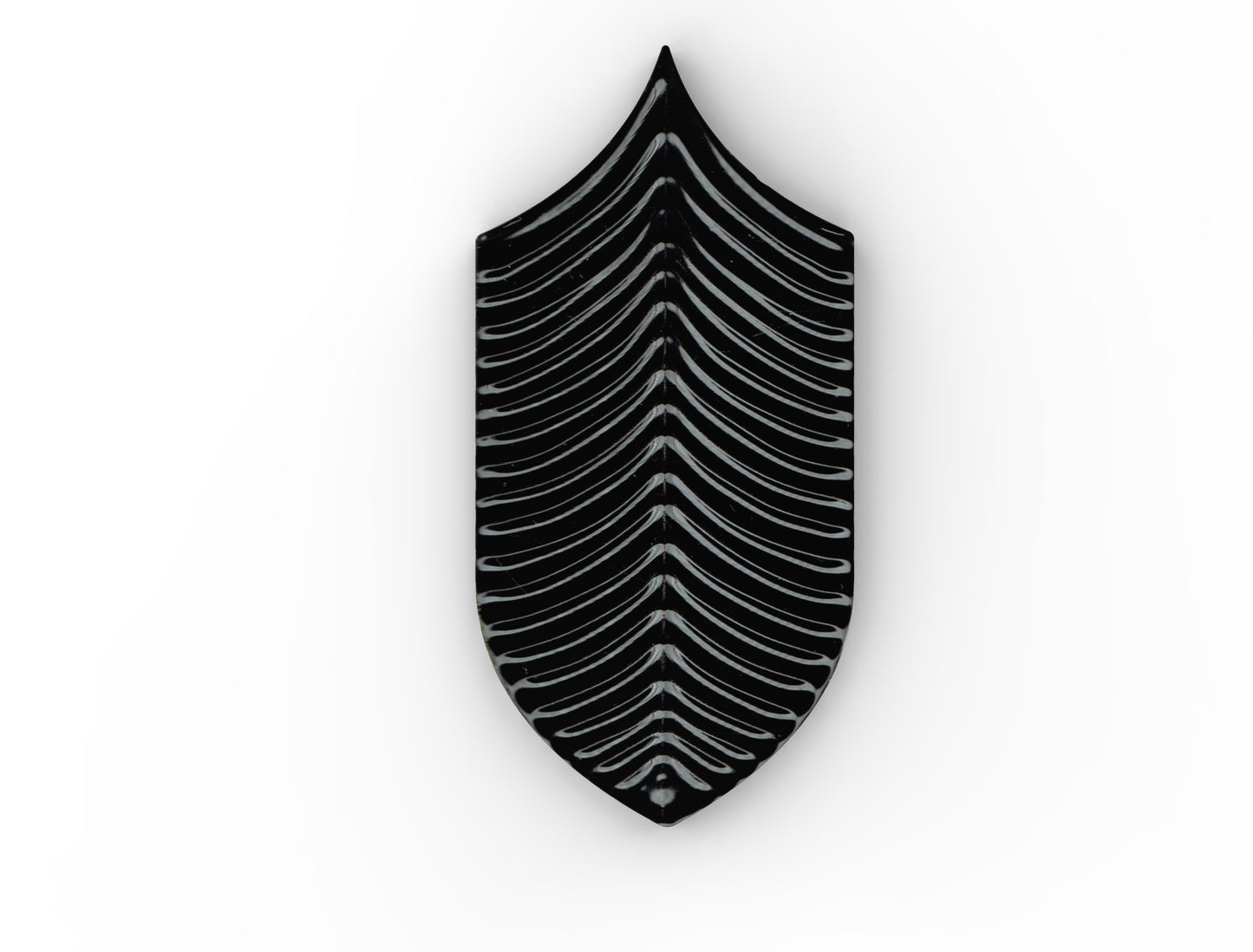 AcquarioDue - Calathea