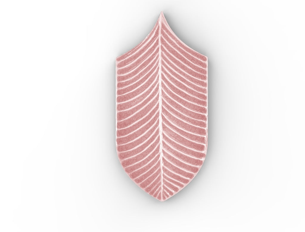 AcquarioDue - Calathea
