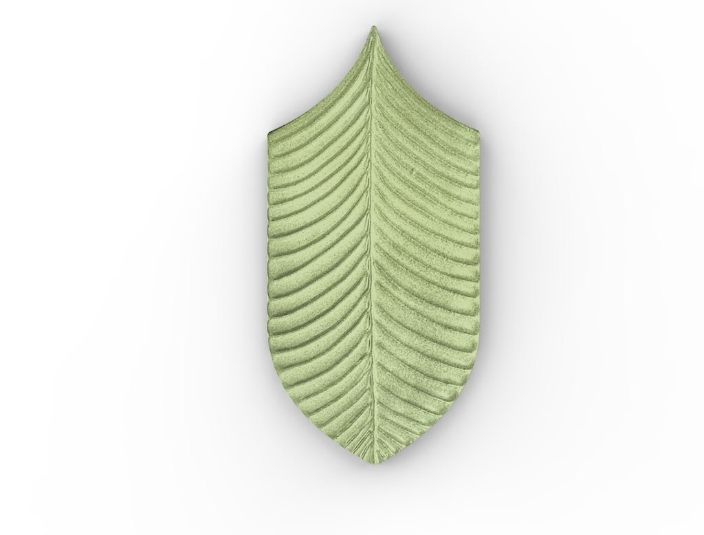 AcquarioDue - Calathea
